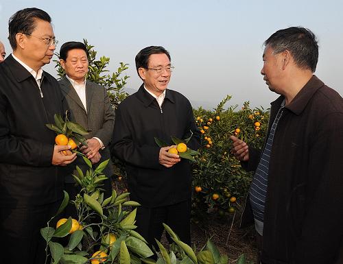 10月21日至24日,中共中央政治局常委、中央纪委书记贺国强先后到陕西省延安、汉中、西安等地,就认真学习贯彻党的十七届五中全会精神,加快经济发展方式转变、保持经济平稳较快发展,以及加强党风廉政建设和反腐败工作等问题进行调研。这是10月22日,在城固县桔园镇万亩桔园,贺国强向桔农询问桔子产量、销路和收益等情况。新华社记者 李涛 摄